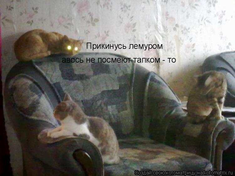 Котоматрица: Прикинусь лемуром авось не посмеют тапком - то