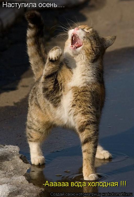 Котоматрица: Наступила осень.... -Аааааа вода холодная !!!