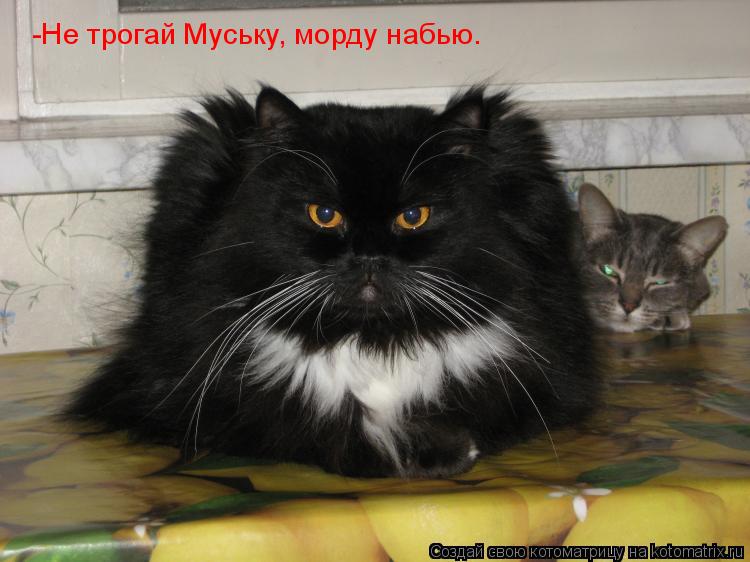 Котоматрица: -Не трогай Муську, морду набью.