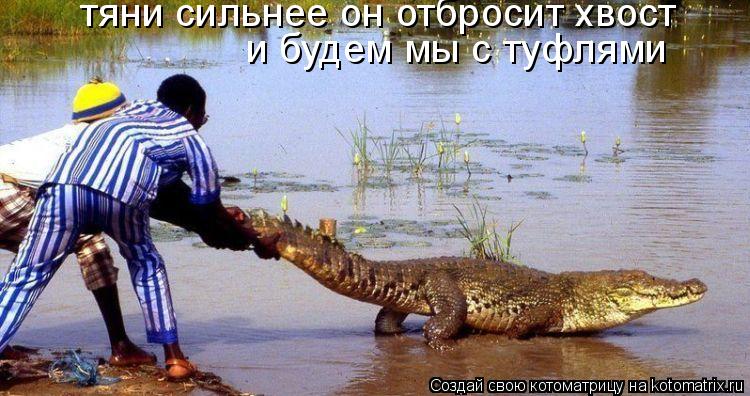 Котоматрица: тяни сильнее он отбросит хвост и будем мы с туфлями