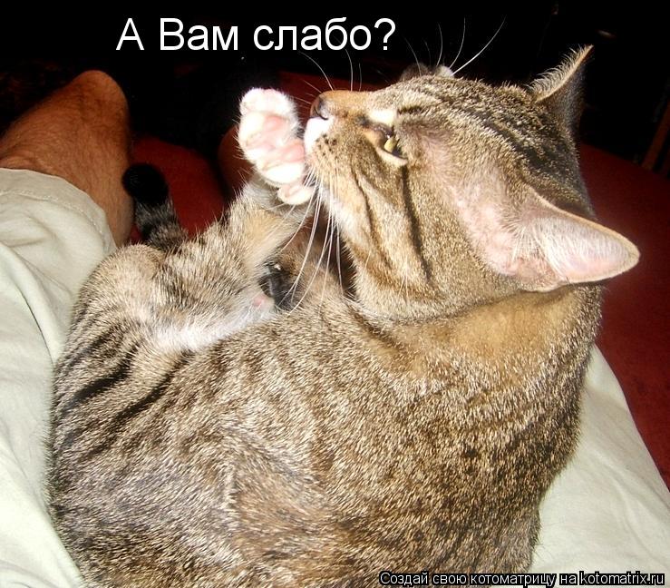Котоматрица: А Вам слабо?