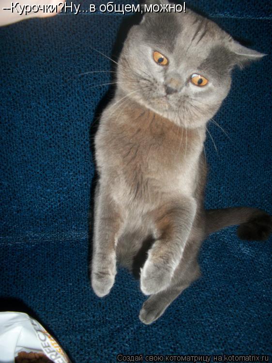Котоматрица: --Курочки?Ну...в общем,можно!