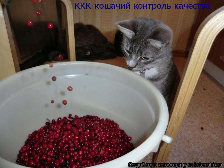 Котоматрица: ККК-кошачий контроль качества