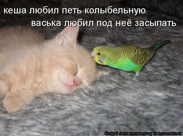 Котоматрица: кеша любил петь колыбельную васька любил под неё засыпать