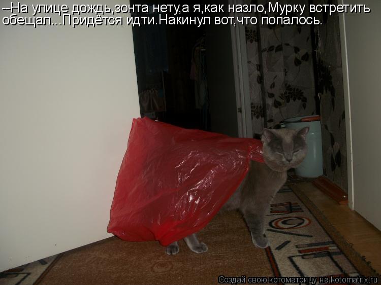 Котоматрица: --На улице дождь,зонта нету,а я,как назло,Мурку встретить обещал...Придётся идти.Накинул вот,что попалось.