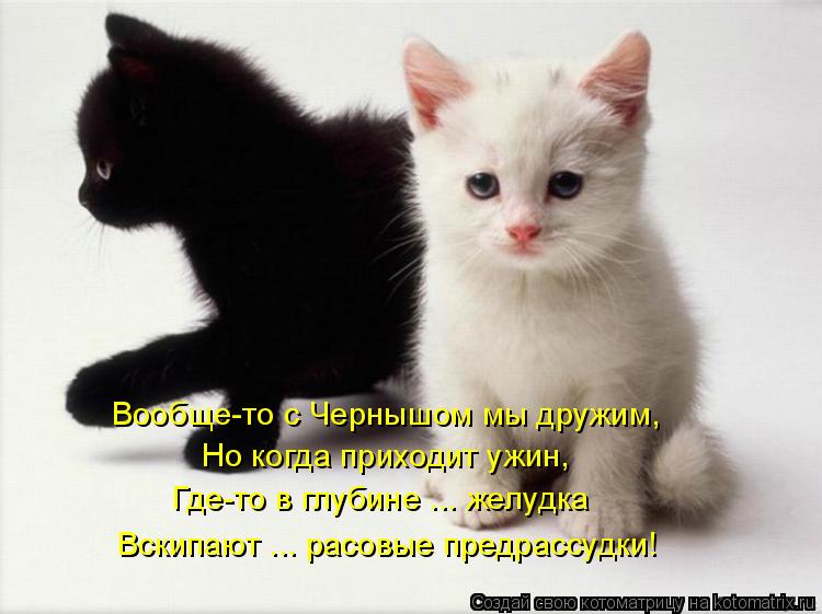 Вообще-то с Чернышом мы дружим, Но когда приходит ужин, Где-то в глубине ... желудка Вскипают ... р... Котоматрица: Вообще-то с Чернышом мы дружим, Но когда приходит ужин, Где-то в глубине ... желудка Вскипают ... расовые предрассудки!