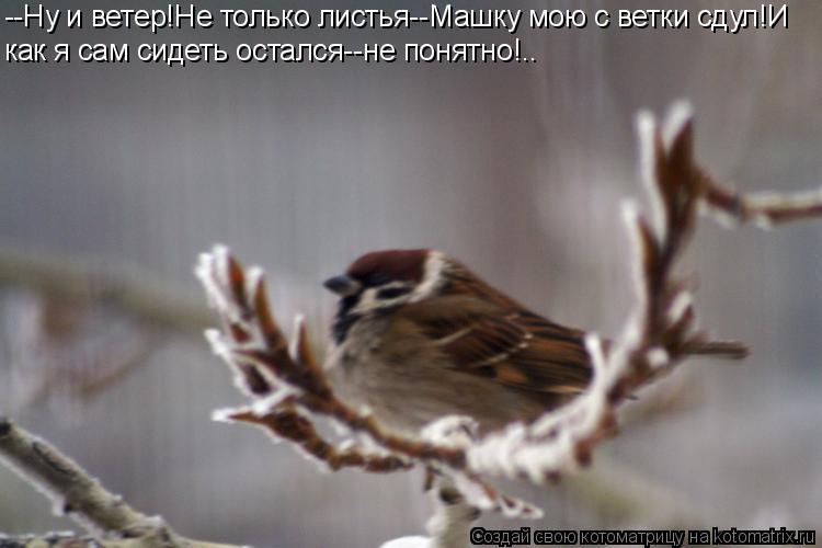 --Ну и ветер!Не только листья--Машку мою с ветки сдул!И как я сам сидеть остался--не понятно!..... Котоматрица: --Ну и ветер!Не только листья--Машку мою с ветки сдул!И как я сам сидеть остался--не понятно!..