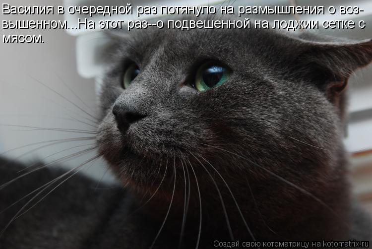 Василия в очередной раз потянуло на размышления о воз- вышенном...На этот раз--о подвешенной на лоджи... Котоматрица: Василия в очередной раз потянуло на размышления о воз- вышенном...На этот раз--о подвешенной на лоджии сетке с мясом.