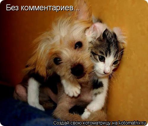 Без комментариев...... Котоматрица: Без комментариев...