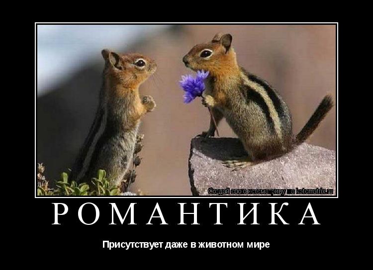 Котоматрица: Романтика Присутствует даже в животном мире