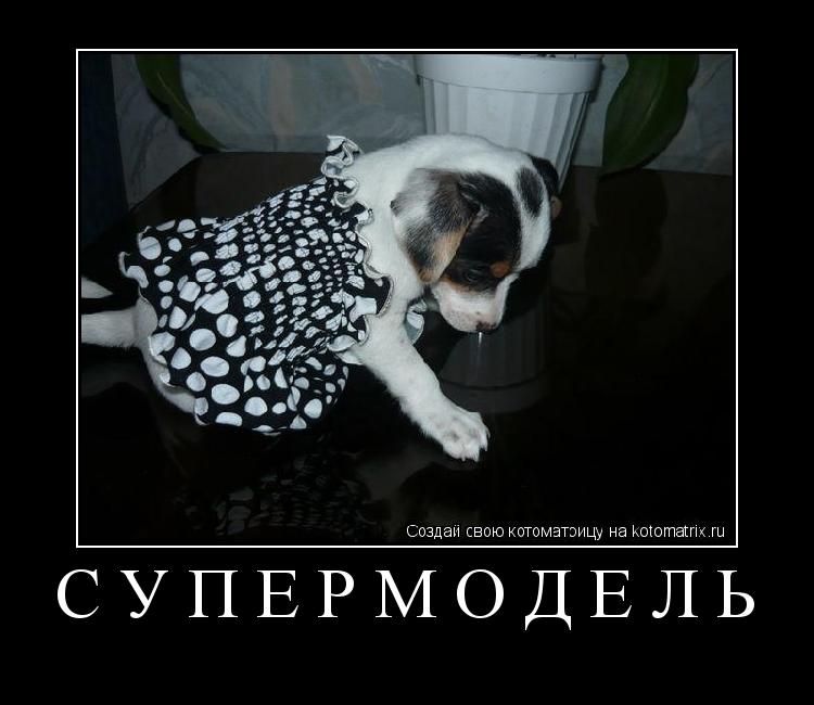 супермодель ... Котоматрица: супермодель