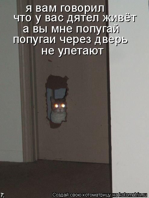 Котоматрица: я вам говорил что у вас дятел живёт а вы мне попугай попугаи через дверь  не улетают