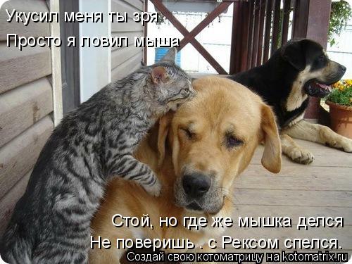 Укусил меня ты зря Просто я ловил мыша Стой, но где же мышка делся Не поверишь – с Рексом спелся.... Котоматрица: Укусил меня ты зря Просто я ловил мыша Стой, но где же мышка делся Не поверишь – с Рексом спелся.