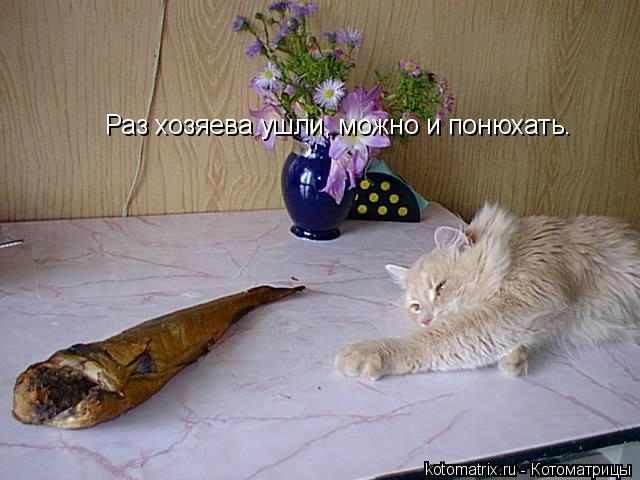 Раз хозяева ушли, можно и понюхать. Раз хозяева ушли, можно и понюхать.... Котоматрица: Раз хозяева ушли, можно и понюхать. Раз хозяева ушли, можно и понюхать.