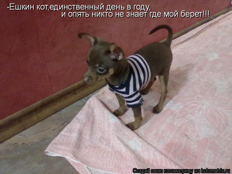 -Ешкин кот,единственный день в году, и опять никто не знает где мой берет!!!... Котоматрица: -Ешкин кот,единственный день в году, и опять никто не знает где мой берет!!!