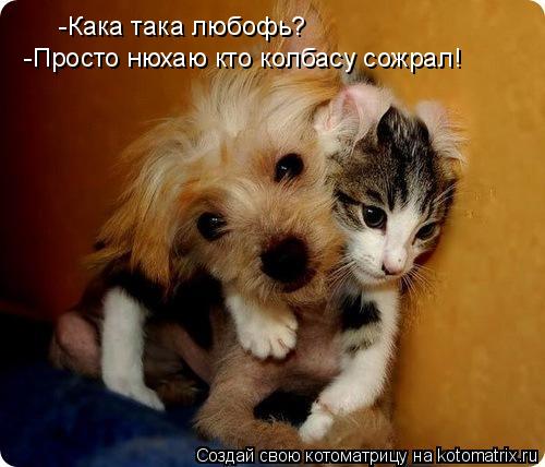 -Кака така любофь? -Просто нюхаю кто колбасу сожрал!... Котоматрица: -Кака така любофь? -Просто нюхаю кто колбасу сожрал!