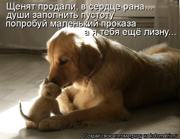 Щенят продали, в сердце рана... души заполнить пустоту попробуй маленький проказа а я тебя ещё лизну.... Котоматрица: Щенят продали, в сердце рана... души заполнить пустоту попробуй маленький проказа а я тебя ещё лизну...