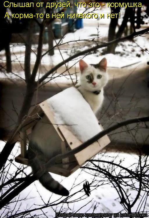 Котоматрица: Слышал от друзей, что это - кормушка, А корма-то в ней никакого и нет!