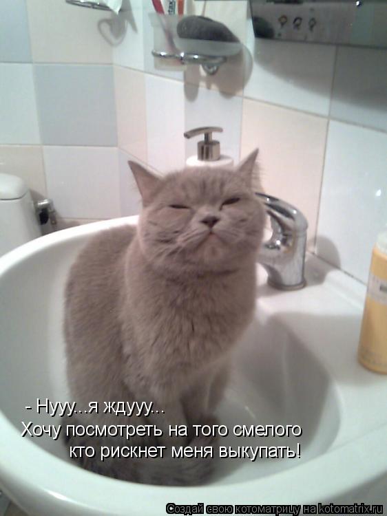 Котоматрица: - Нууу...я ждууу...  Хочу посмотреть на того смелого  кто рискнет меня выкупать!