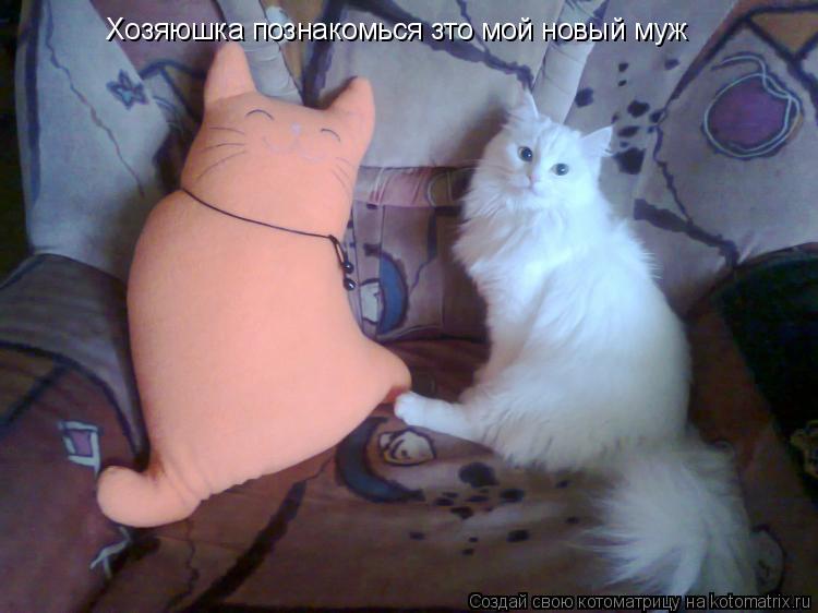 Котоматрица: Хозяюшка познакомься зто мой новый муж