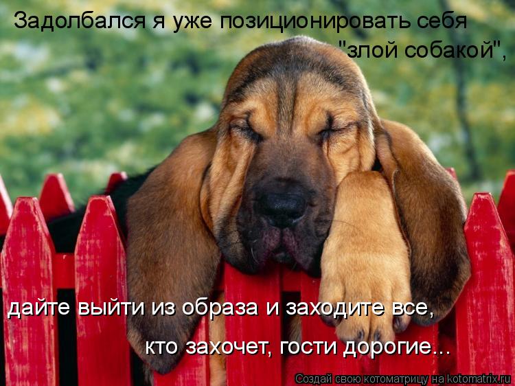 Котоматрица: Задолбался я уже позиционировать себя  "злой собакой",  дайте выйти из образа и заходите все,  кто захочет, гости дорогие...