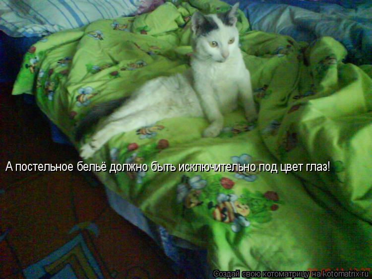 Котоматрица: А постельное бельё должно быть исключительно под цвет глаз!