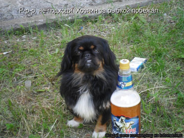 Котоматрица: Р-р-р, не подходи. Хозяин за рыбкой побежал...