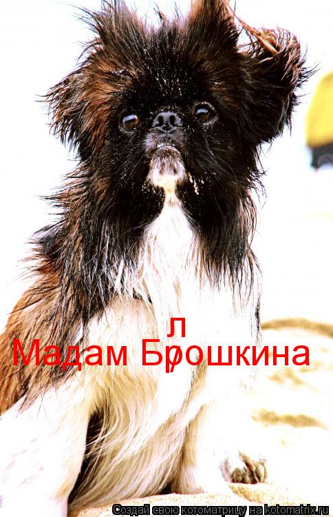 Мадам Брошкина / л... Котоматрица: Мадам Брошкина / л