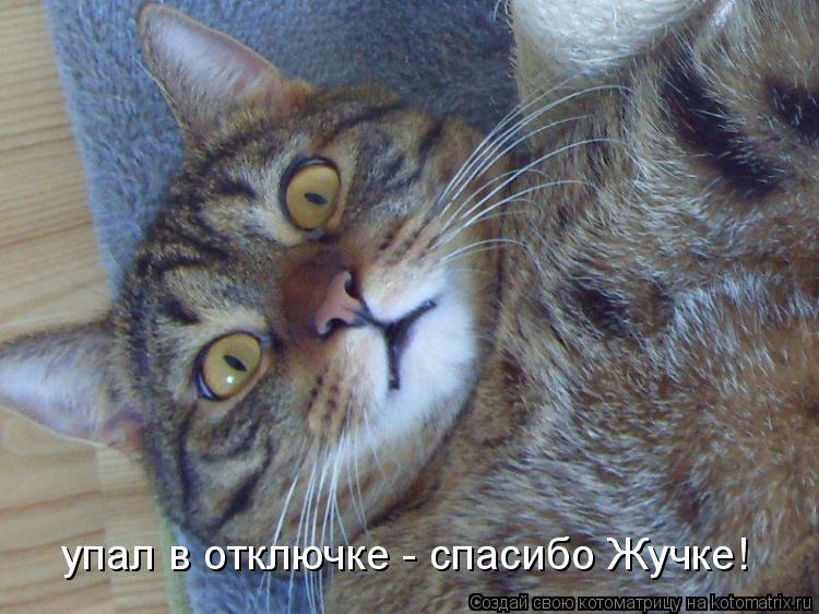 Котоматрица: упал в отключке - спасибо Жучке!