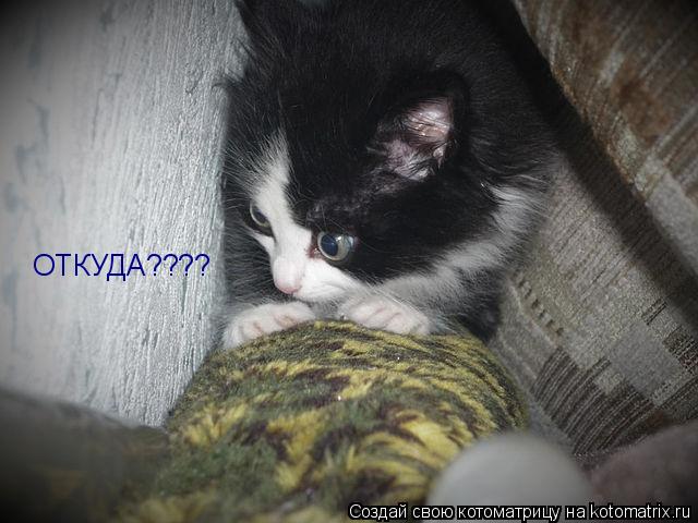 Котоматрица: ОТКУДА????