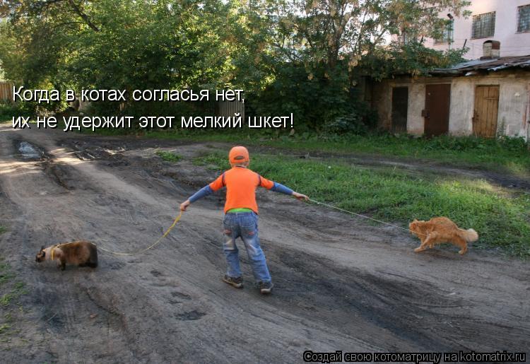 Котоматрица: Когда в котах согласья нет,  их не удержит этот мелкий шкет!