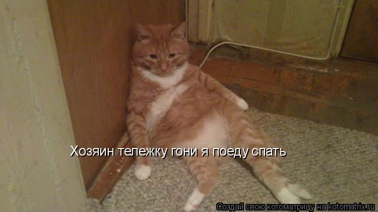 Котоматрица: Хозяин тележку гони я поеду спать