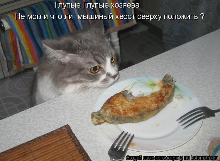 Котоматрица: Глупые Глупые хозяева  Не могли что ли  мышиный хвост сверху положить ?