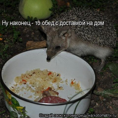 Котоматрица: Ну наконец - то обед с доставкой Ну наконец - то обед с доставкой Ну наконец - то обед с доставкой на дом