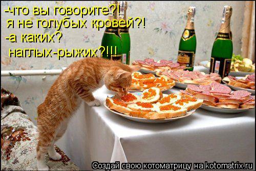 Котоматрица: -что вы говорите?!  я не голубых кровей?! -а каких? наглых-рыжих?!!!