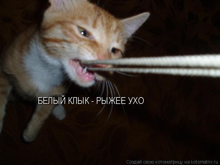 Котоматрица: БЕЛЫЙ КЛЫК - РЫЖЕЕ УХО