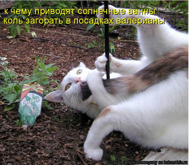 к чему приводят солнечные ванны коль загорать в посадках валерианы... Котоматрица: к чему приводят солнечные ванны коль загорать в посадках валерианы