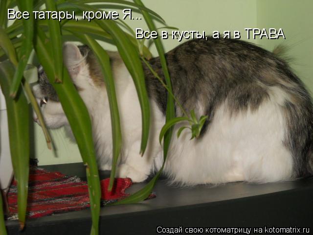 Котоматрица: Все татары, кроме Я... Все в кусты, а я в ТРАВА