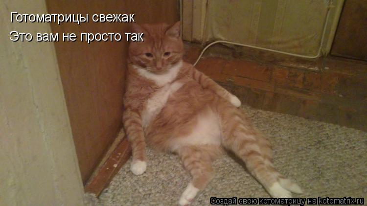 Котоматрица: Готоматрицы свежак Это вам не просто так