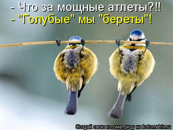 Котоматрица: - Что за мощные атлеты?!! - "Голубые" мы "береты"!