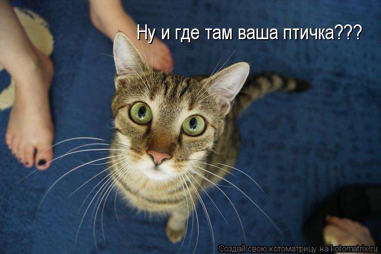 Котоматрица: Ну и где там ваша птичка???