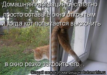 Котоматрица: Домашняя кастрация бесплатно просто оставьте окно открытым и когда кот попытается выскочить в окно резко закройте его...