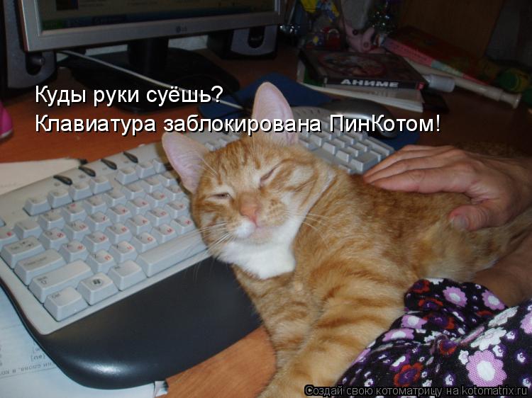 Котоматрица: Куды руки суёшь? Клавиатура заблокирована ПинКотом!