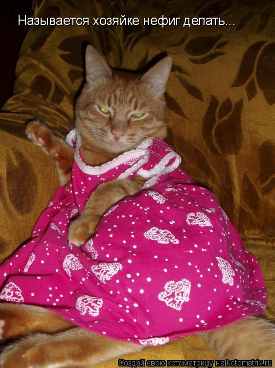 Котоматрица: Называется хозяйке нефиг делать...