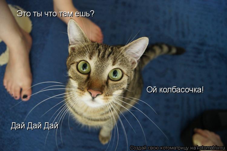 Котоматрица: Это ты что там ешь? Ой колбасочка! Дай Дай Дай