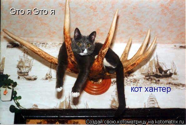 Котоматрица: Это я Это я кот хантер