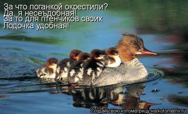 Котоматрица: За что поганкой окрестили? Да, я несеъдобная! Лодочка удобная! За то для птенчиков своих