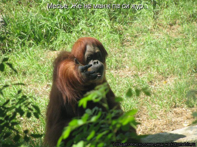 Котоматрица: Месье, Же не манж па си жур...