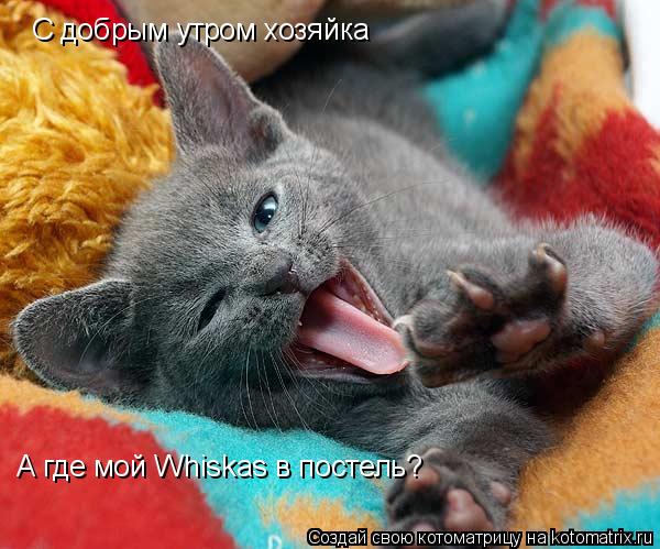 Котоматрица: С добрым утром хозяйка А где мой Whiskas в постель?