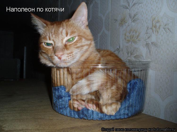 Котоматрица: Наполеон по котячи